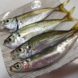 アジ