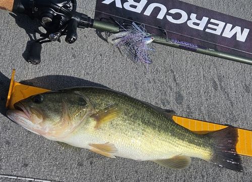 ラージマウスバスの釣果