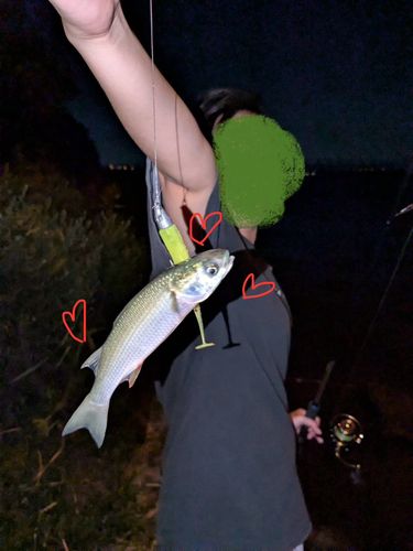ボラの釣果