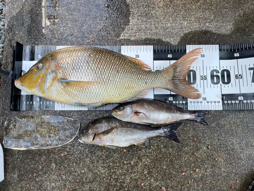 タマンの釣果
