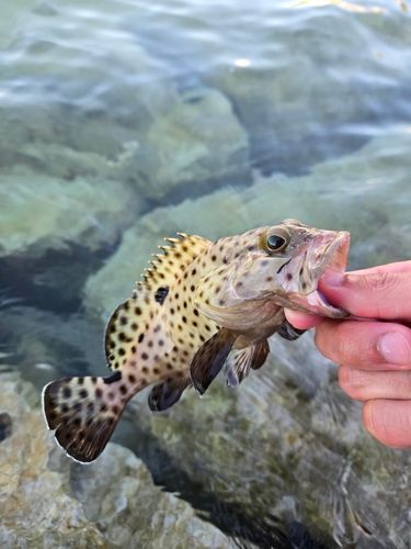 イシミーバイの釣果