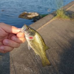 ブラックバス