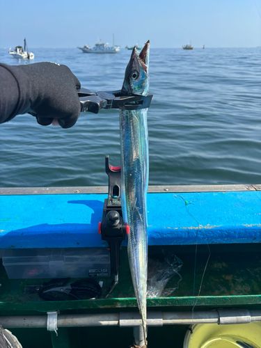 タチウオの釣果