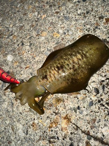 アオリイカの釣果