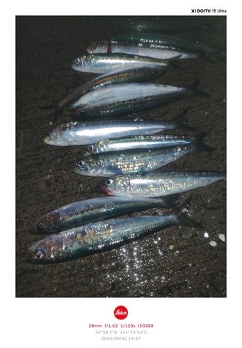 マイワシの釣果