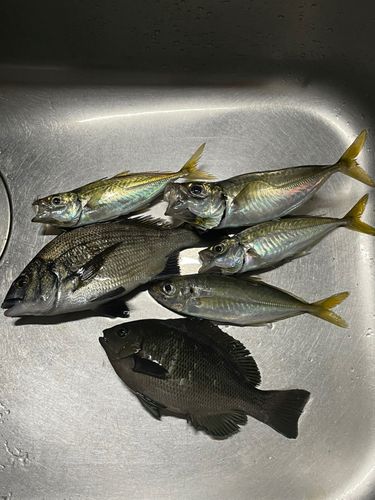 釣果