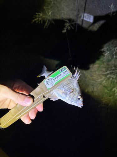 キビレの釣果