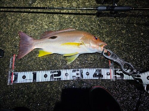 クロホシフエダイの釣果