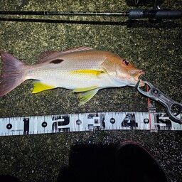 クロホシフエダイ