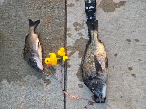 チヌの釣果