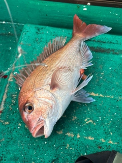 マダイの釣果