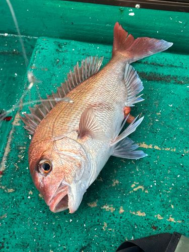 マダイの釣果