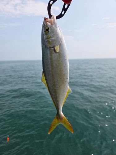 ツバスの釣果