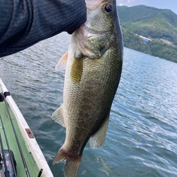 ブラックバス