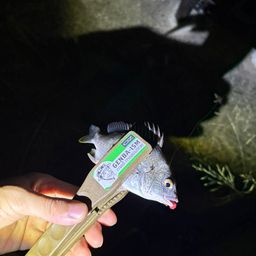 キビレ
