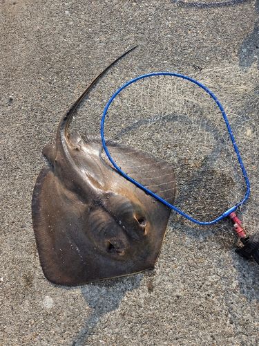 エイの釣果