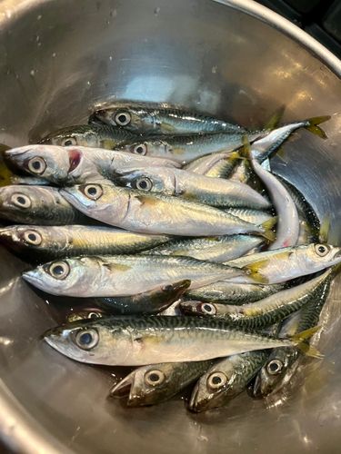 サバの釣果
