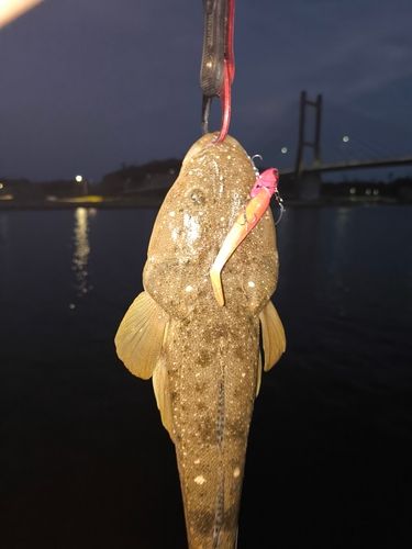 マゴチの釣果