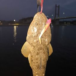 マゴチ