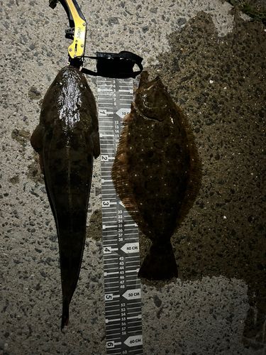 ヒラメの釣果