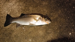 セイゴ（ヒラスズキ）の釣果