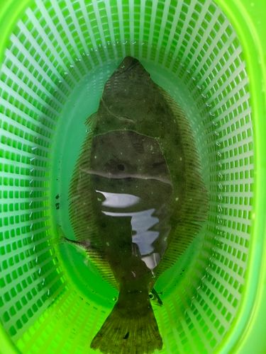 ヒラメの釣果