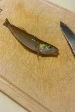 シロギスの釣果