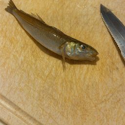 シロギス