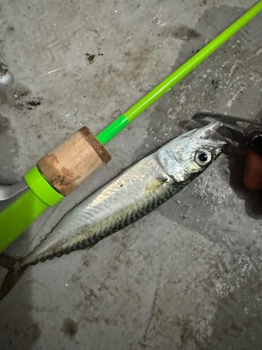 サバの釣果