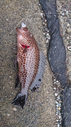 オオモンハタの釣果