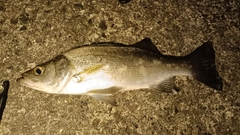 セイゴ(ヒラスズキ)の釣果