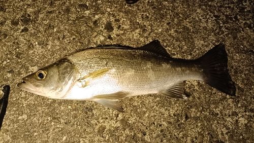 セイゴ（ヒラスズキ）の釣果