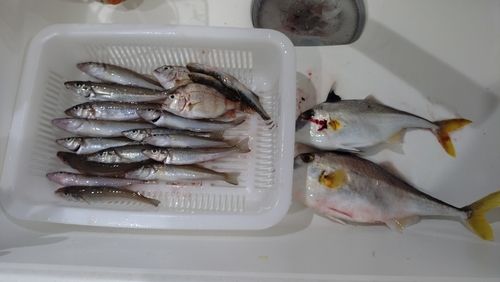 キスの釣果