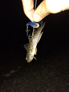 ハゼの釣果