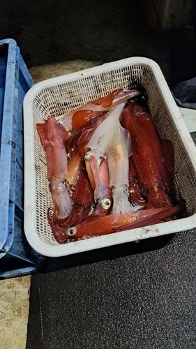 シロイカの釣果