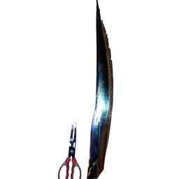 タチウオ