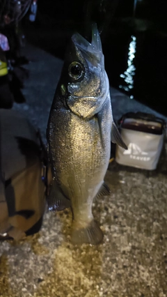 セイゴ（ヒラスズキ）の釣果