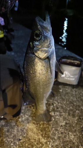 セイゴ（ヒラスズキ）の釣果