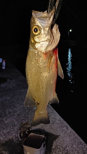 セイゴ（ヒラスズキ）の釣果