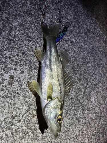 セイゴ（タイリクスズキ）の釣果