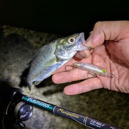 セイゴ（マルスズキ）