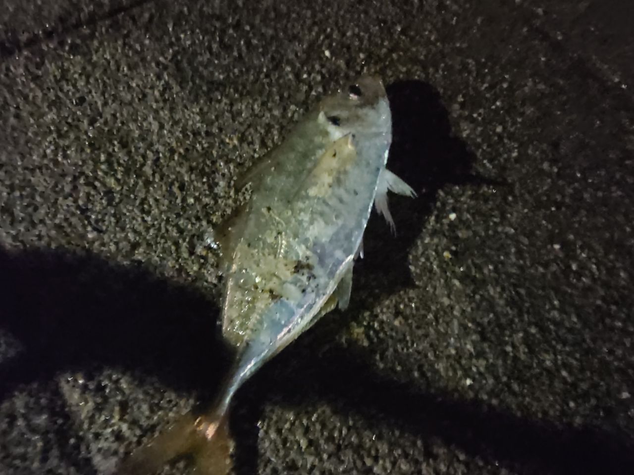 アジ