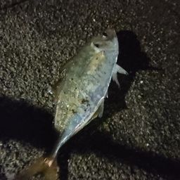 アジ