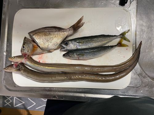 アナゴの釣果