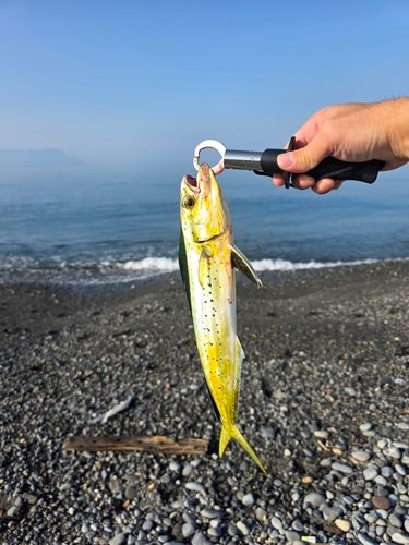 シイラの釣果