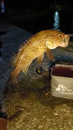 オオモンハタの釣果