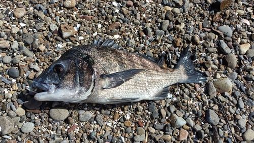 チヌの釣果