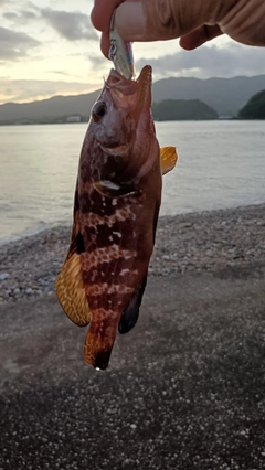 アコウの釣果