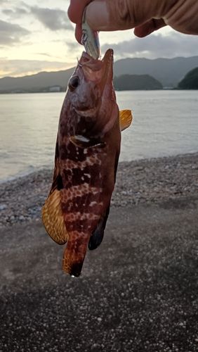 アコウの釣果