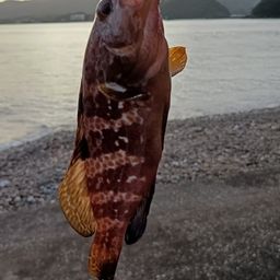 アコウ